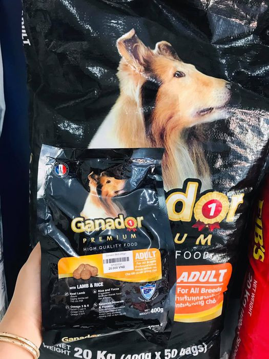 Bác sĩ thú y đang kiểm tra sức khỏe cho một chú mèo tại Phòng khám Anh Khả Bình Thuận