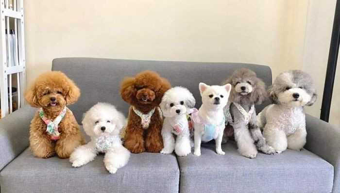 Bên ngoài Phòng khám thú y - Petshop Hòa Thân tại Đức Linh