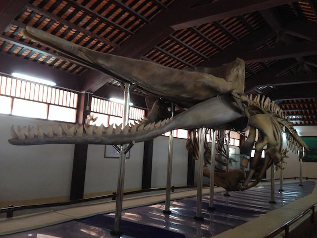 Bên trong Vạn An Thạnh, nơi lưu giữ nhiều bộ xương cá voi và bảo vật trên đảo Phú Quý