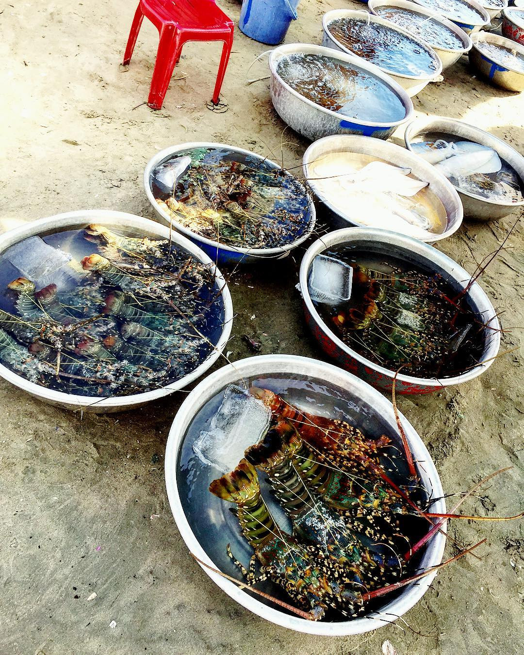 Bí quyết chọn mực tươi ngon để mua tại Mũi Né