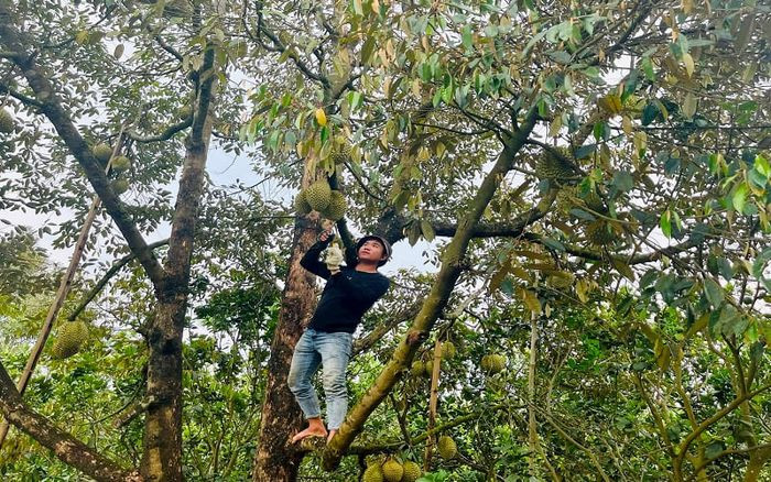 Các loại trái cây đặc sản tươi ngon tại Đức Linh