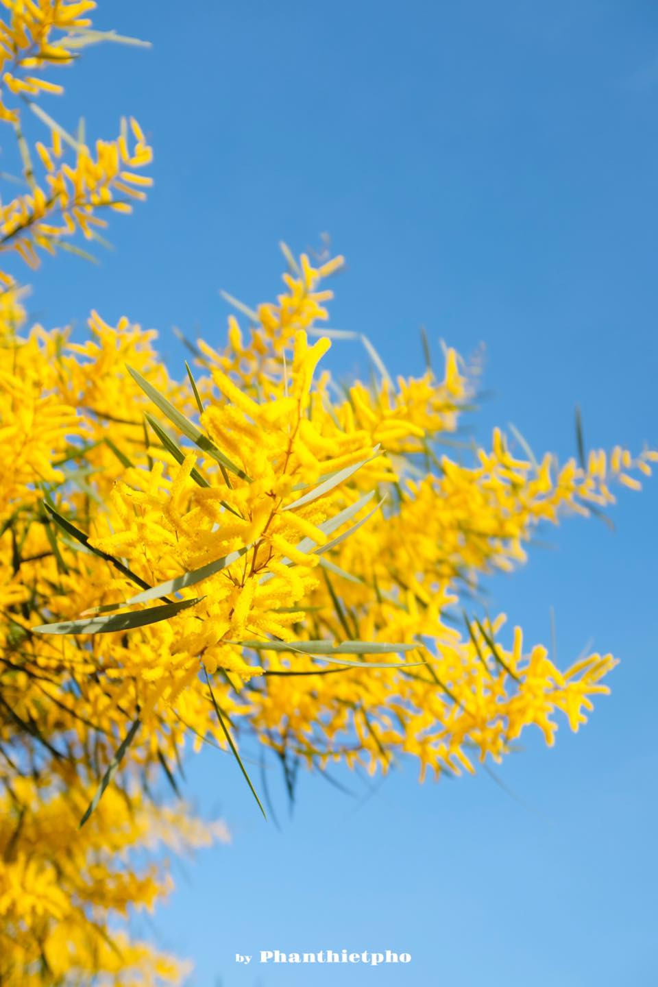 Cận cảnh chùm hoa keo lá tràm vàng tươi