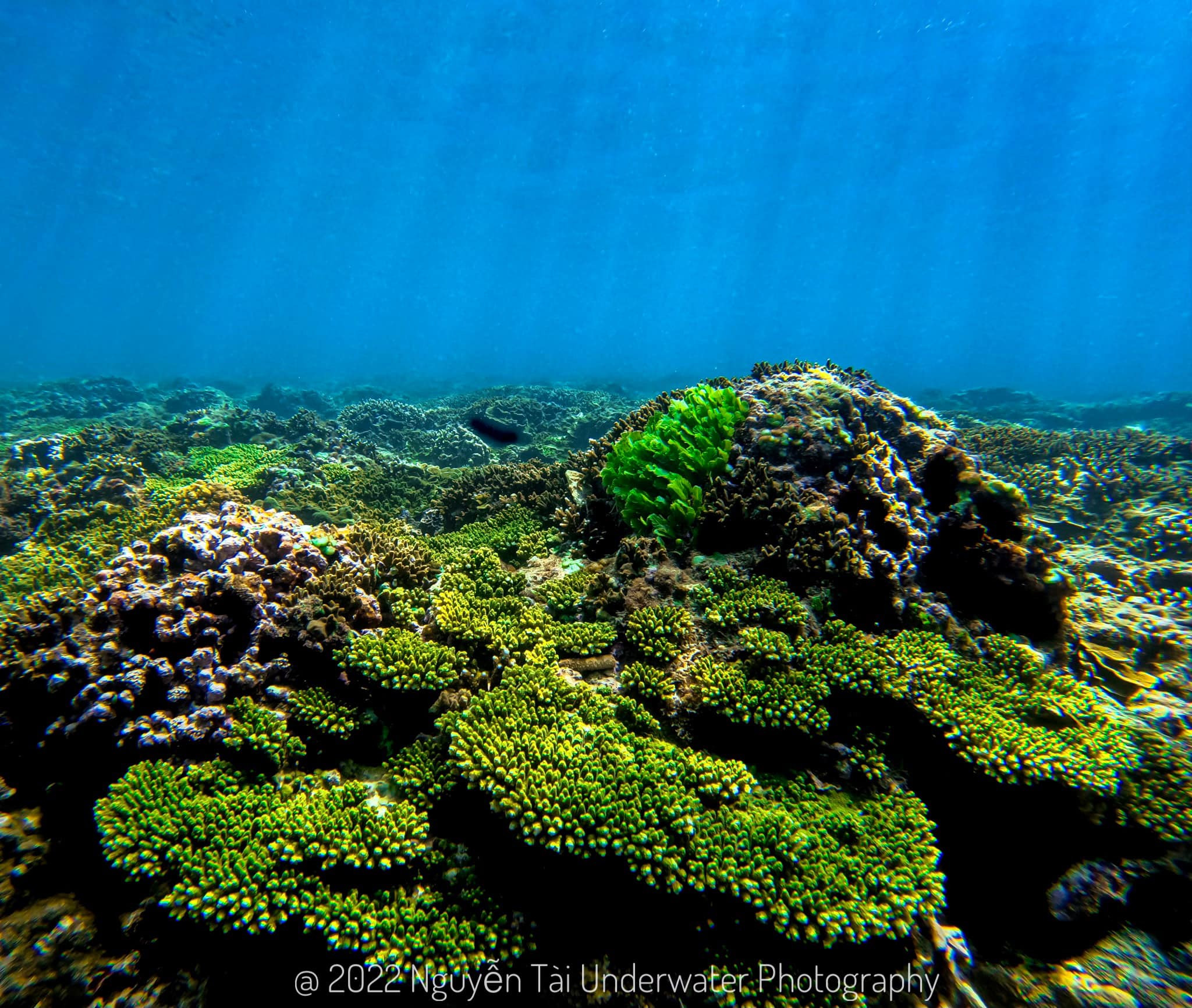 Cận cảnh cụm san hô khỏe mạnh dưới đáy biển Phú Quý.