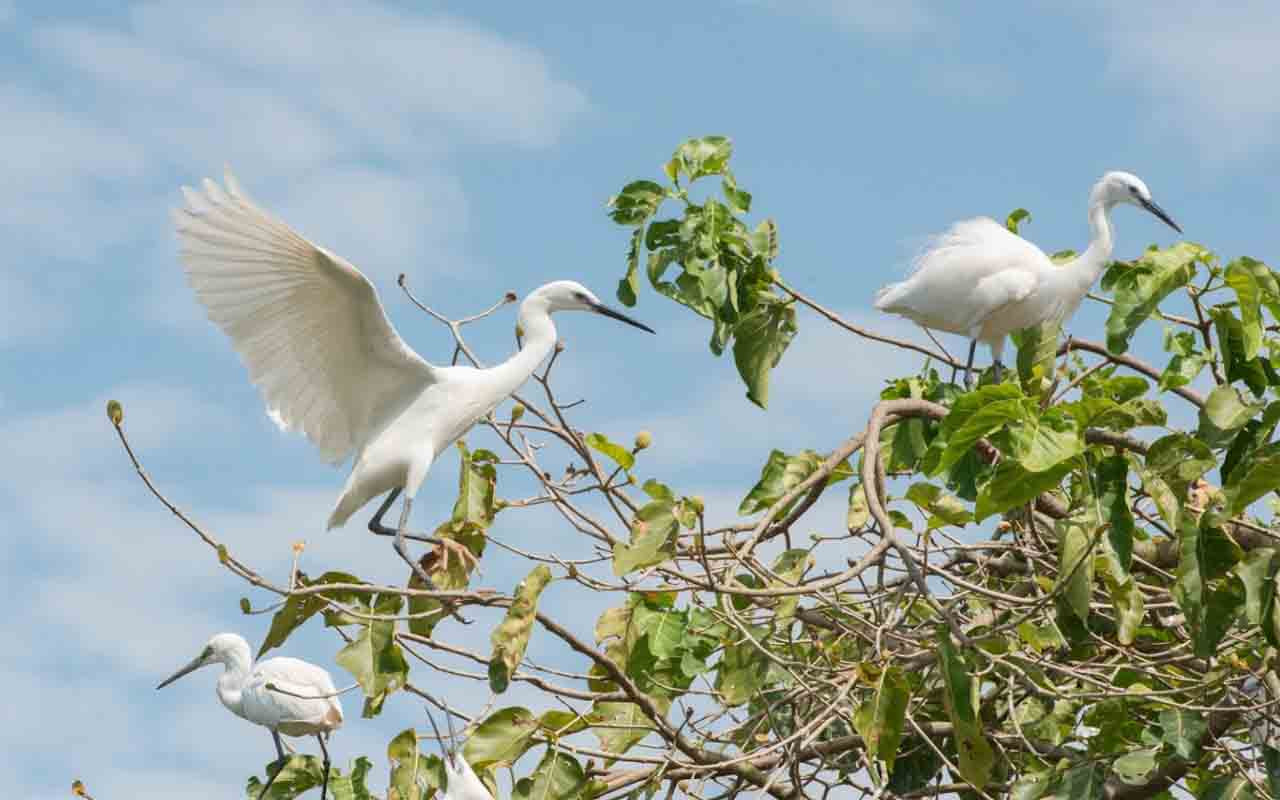 Đàn cò trắng bay về tổ tại Khu du lịch sinh thái Vườn Cò Tư Đề, Quận 9