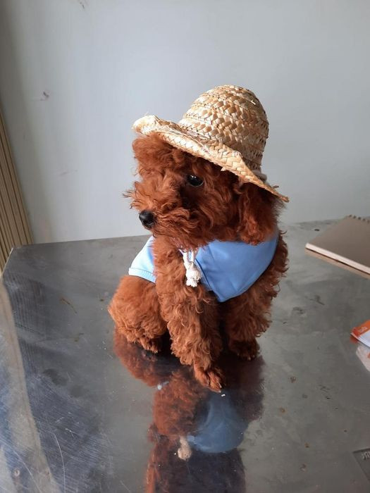 Dịch vụ làm đẹp cho thú cưng tại Phòng khám thú y - Petshop Hòa Thân