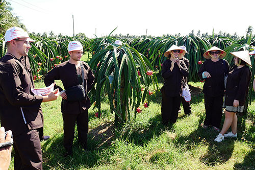 Du khách chiêm ngưỡng những trái thanh long chín mọng sắp thu hoạch