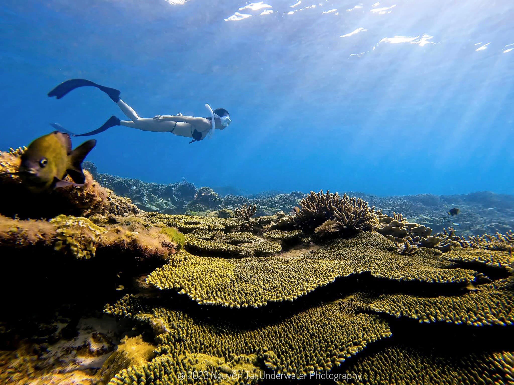 Hệ sinh thái san hô đầy màu sắc dưới làn nước trong veo khi lặn ở đảo Phú Quý.