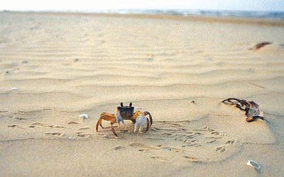 Hình ảnh một con còng gió biển La Gi được chụp cận cảnh