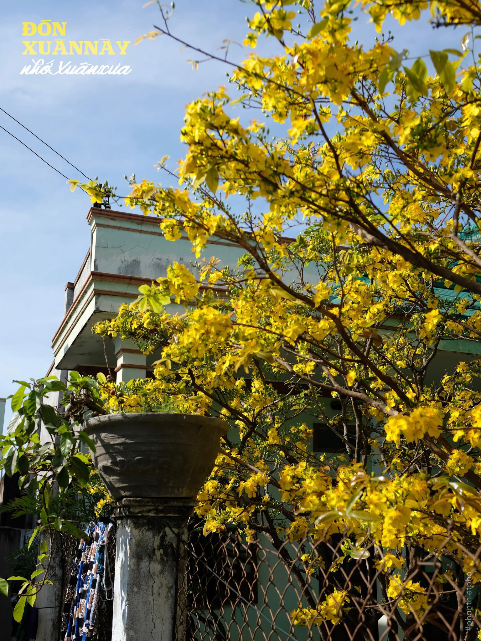 Hoa mai vàng rực rỡ biểu tượng Xuân Phan Thiết