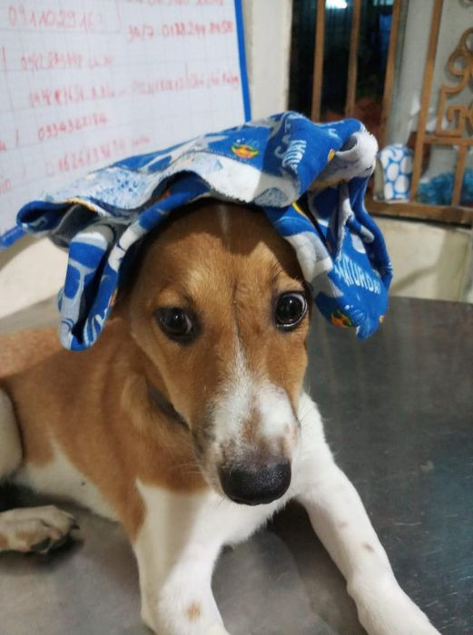 Không gian bên trong Phòng Khám Thú Y DOCA sạch sẽ, thoáng đãng