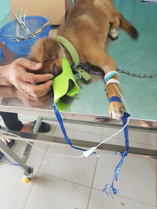 Khu vực tư vấn hoặc chờ khám tại Trung tâm Y tế Thú Cưng Hoàng Vy