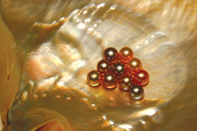 Kiến trúc hiện đại của Bảo tàng Ngọc trai Hàm Tiến tại Mũi Né