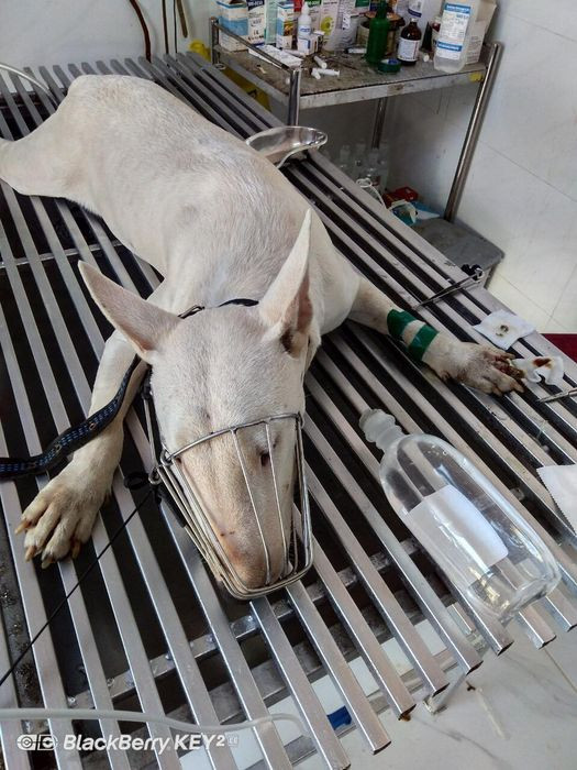 Một bác sĩ thú y đang khám cho một chú chó tại Phòng khám thú y Ánh Hồng ở Bình Thuận