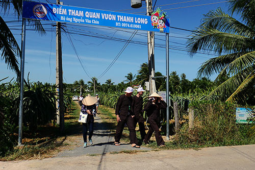 Quang cảnh chung tại điểm du lịch vườn thanh long ở Hàm Mỹ Bình Thuận