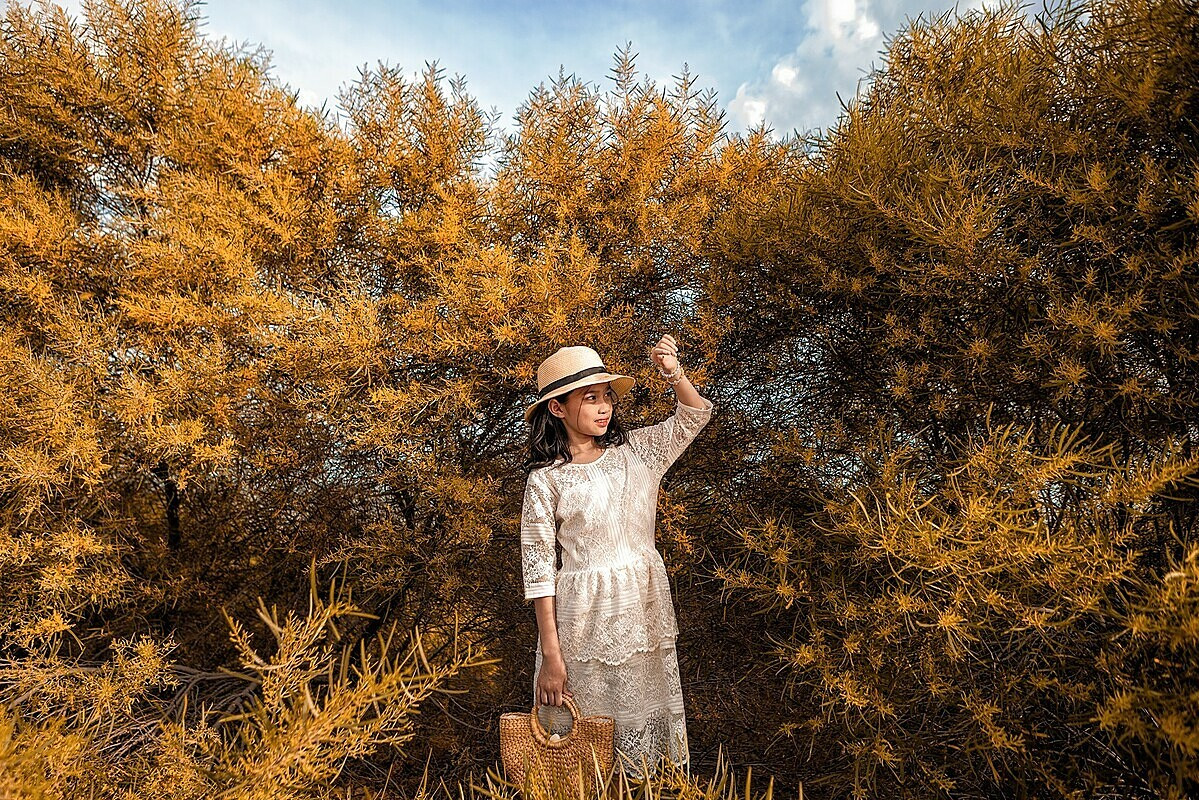 Rừng cây keo lá tràm nở hoa vàng rực rỡ tại Mũi Né