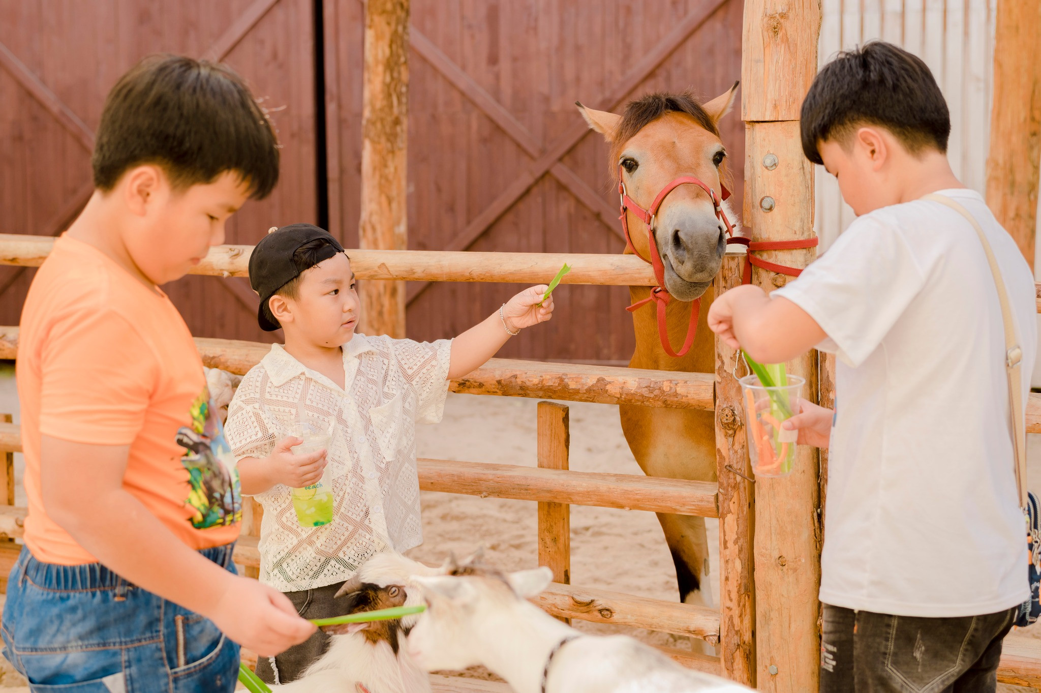 Trẻ em thích thú cho ngựa Pony ăn tại Mango Beach