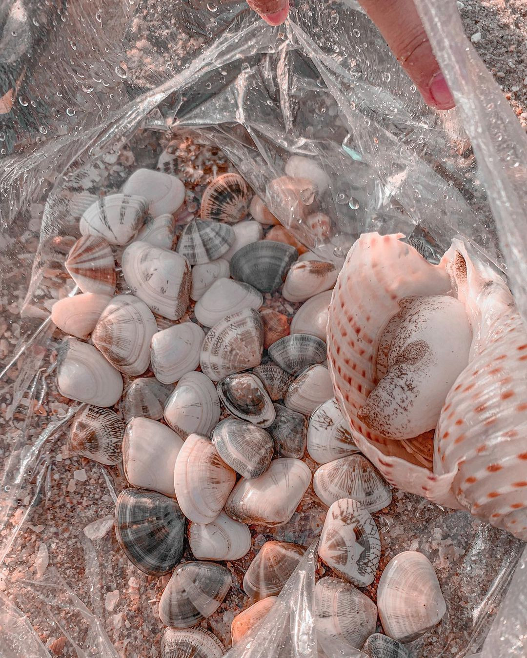 Vỏ sò và vỏ ốc đầy màu sắc trên bãi cát Biển Đồi Dương