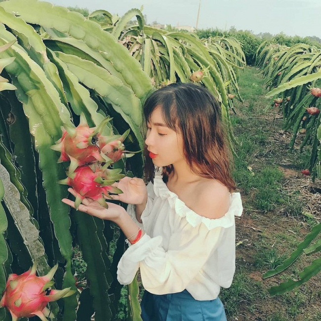 Vườn thanh long chín mọng ruột đỏ đặc trưng Bình Thuận