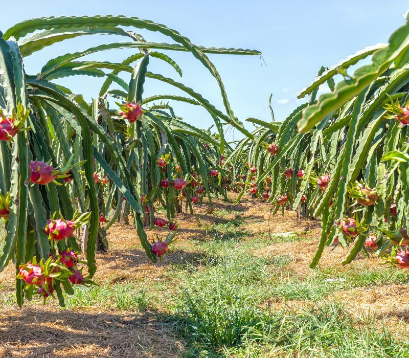 Du khách trải nghiệm vẻ đẹp huyền ảo của vườn thanh long thắp đèn về đêm