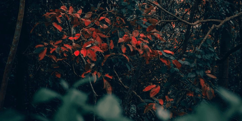 Đường lên núi Tà Cú với sắc xanh tươi mát của rừng cây