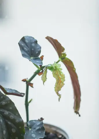 Năm Nữa Bạn Là Ai