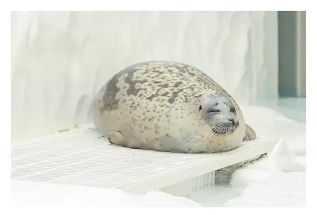 Arale Là Ai? Giải Mã Biểu Tượng Robot Siêu Quậy Từ Dr. Slump