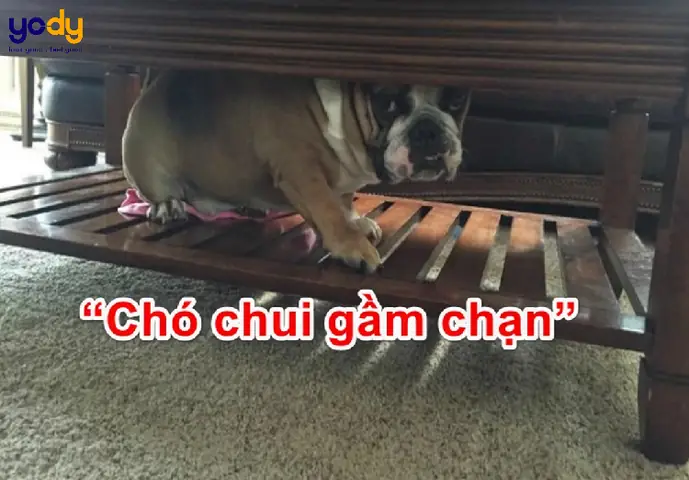 Chạn Vương Là Gì Theo Nghĩa Đen