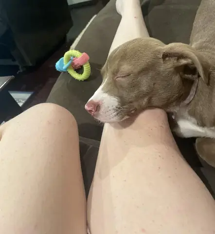 Giải Mã "chủ Con Cưng Là Ai": Phía Sau Ánh Hào Quang Giải Trí