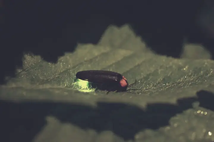 Đom Đóm Bay Vào Nhà Mùng 1 Đom Đóm Bay Vào Nhà Mùng 1