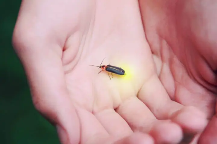 Đom Đóm Bay Vào Phòng Ngủ Đom Đóm Bay Vào Phòng Ngủ