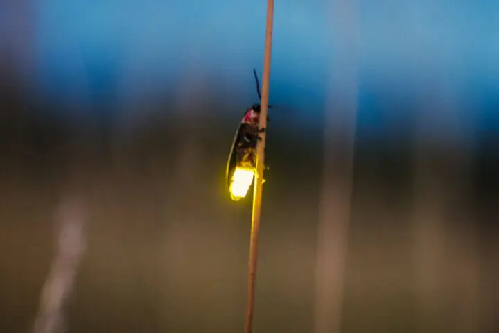 Đom Đóm Không Phát Sáng Bay Vào Nhà Đom Đóm Không Phát Sáng Bay Vào Nhà