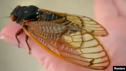 Hải Sầu Là Ai? Giải Mã Danh Tính Và Ý Nghĩa Tên Gọi