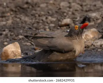 Hide On Bush Là Ai? Giải Mã Danh Tính Và Những Bí Ẩn Quanh Anh