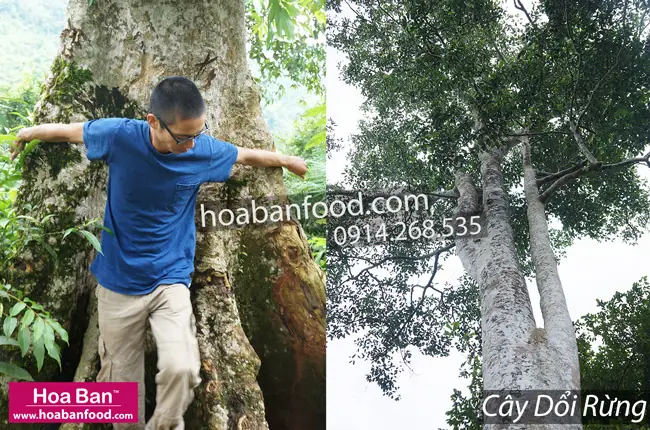 Chi Tiết Về Hạt Dổi Rừng Của Tây Bắc