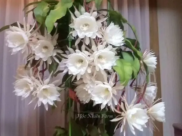 Đặc Điểm Của Cây Hoa Quỳnh