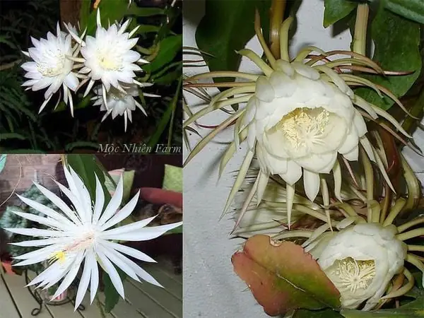 Phân Loại Hoa Quỳnh Theo Kích Cỡ