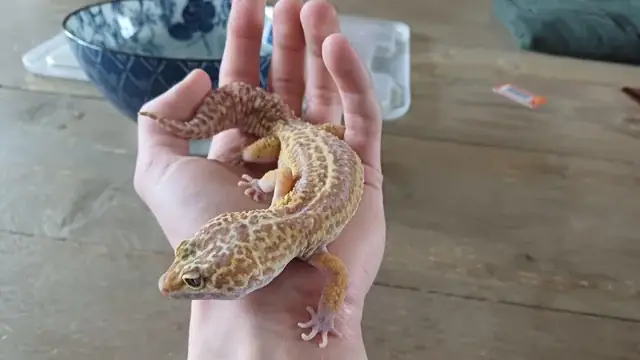 Leopard Là Ai? Giải Mã Danh Tính Và Sự Nghiệp Đáng Chú Ý Leopard Là Ai? Giải Mã Danh Tính Và Sự Nghiệp Đáng Chú Ý