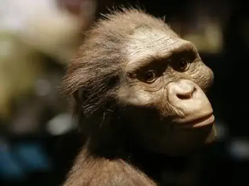 24/11/1974 - Các Nhà Khảo Cổ Học Phát Hiện Ra Lucy Cụ Tổ Loài Người