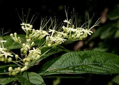 Mẩy Thanh Là Ai? Khám Phá Chân Dung Và Sự Nghiệp Đầy Bất Ngờ