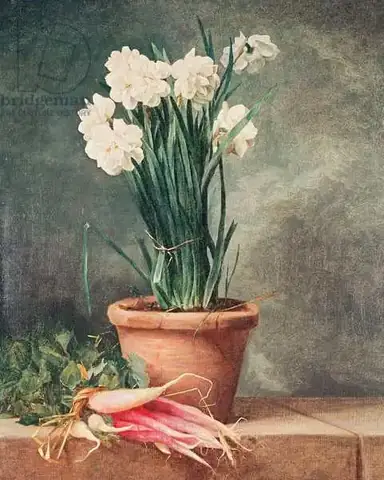 Narcissus Là Ai? Khám Phá Nguồn Gốc Và Ý Nghĩa Huyền Thoại