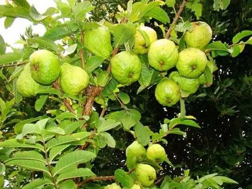 Nữ Hoàng Sò Lông Là Ai