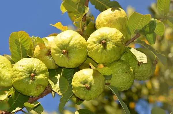 Nữ Hoàng Sò Lông Là Ai