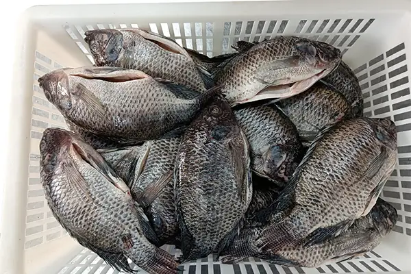 Rô Béo Là Ai? Tiểu Sử, Sự Nghiệp Và Di Sản Huyền Thoại Của "người Ngoài Hành Tinh"