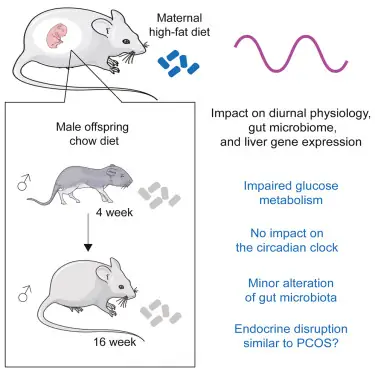 The Fat Rat Là Ai? Chân Dung "phù Thủy" Âm Nhạc Điện Tử Triệu View