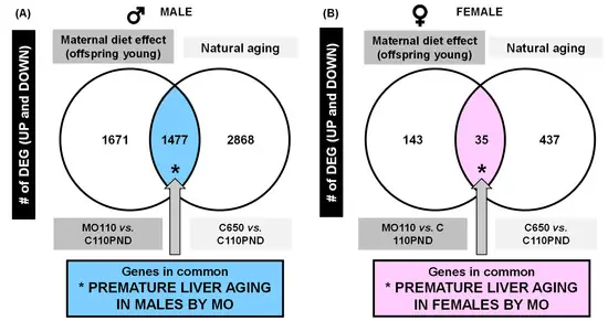 The Fat Rat Là Ai? Chân Dung "phù Thủy" Âm Nhạc Điện Tử Triệu View