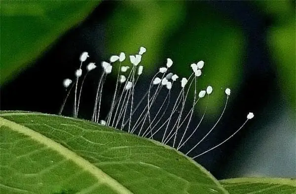 Ưu Đàm Hoa Là Ai: Thông Tin Chi Tiết Về Người Đàn Ông Đứng Sau Thiên An Trong Scandal Của Jack