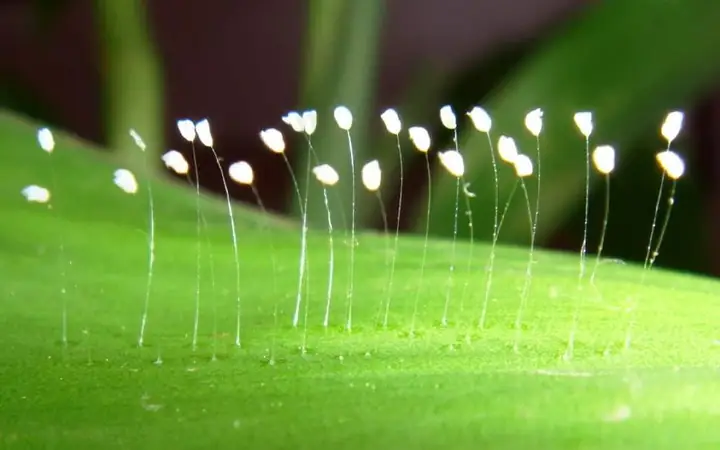 Ưu Đàm Hoa Là Ai: Thông Tin Chi Tiết Về Người Đàn Ông Đứng Sau Thiên An Trong Scandal Của Jack