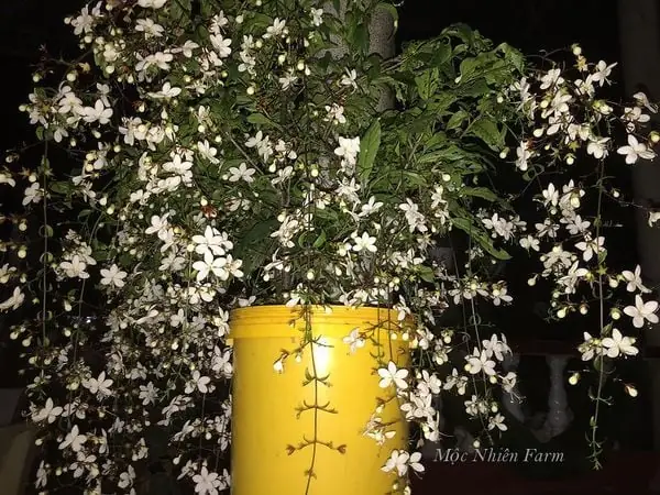 Dạ Ngọc Minh Châu–ánh Sáng Và Sự Huy Hoàng