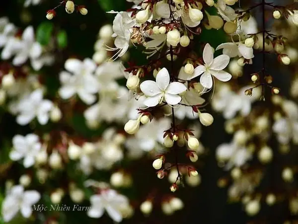 Hoa Dạ Ngọc Minh Châu Và Những Nét Đẹp Độc Đáo