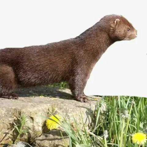 Stream Tiếng Chồn Đèn By Garungviet.com | Listen Online For Free On ...